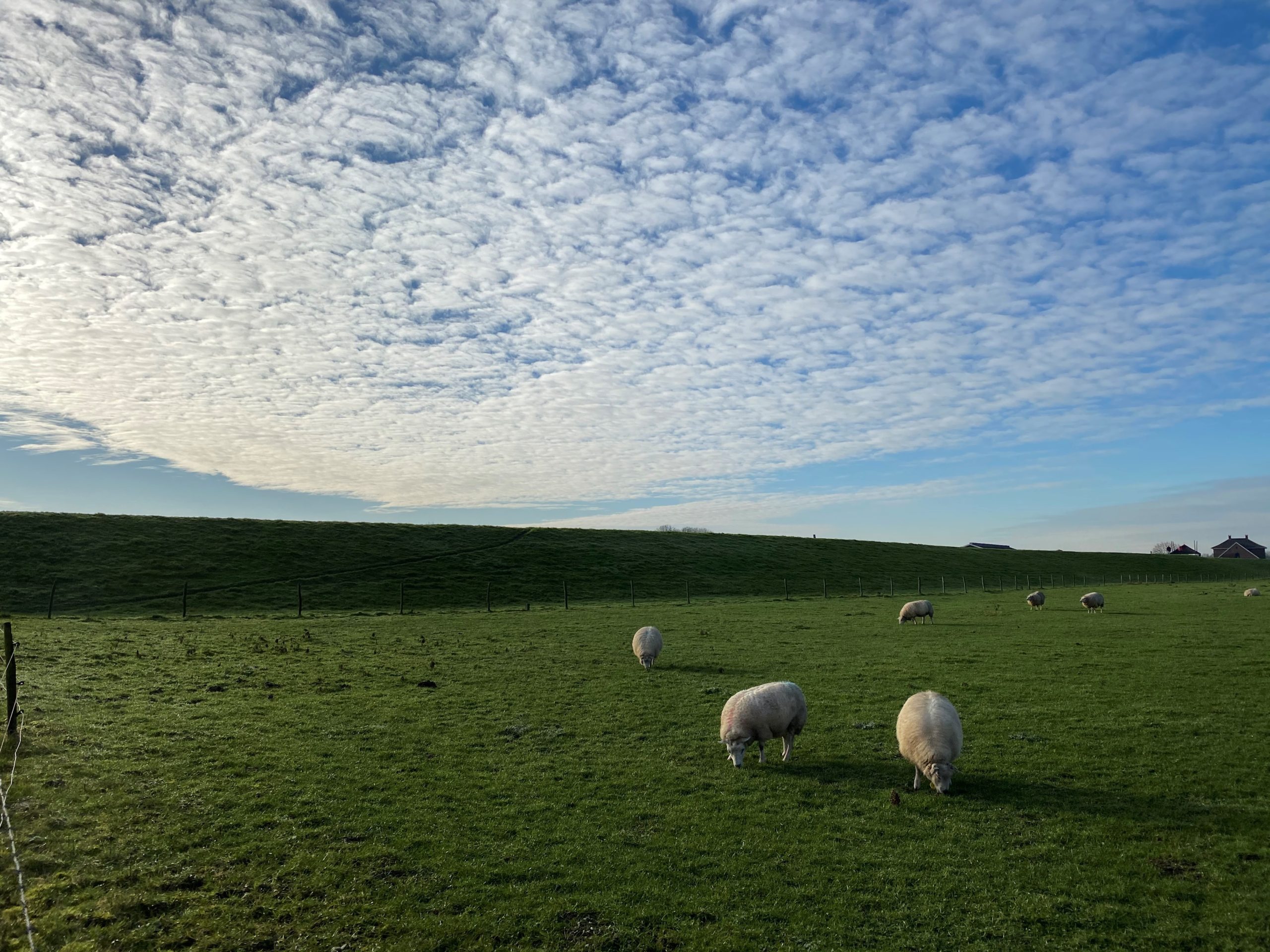 Digital-Sheep-Blog-Green-Pasture