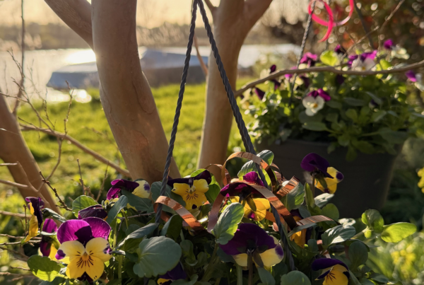 Spring-flowers-nature-communications-Xpresso-blog