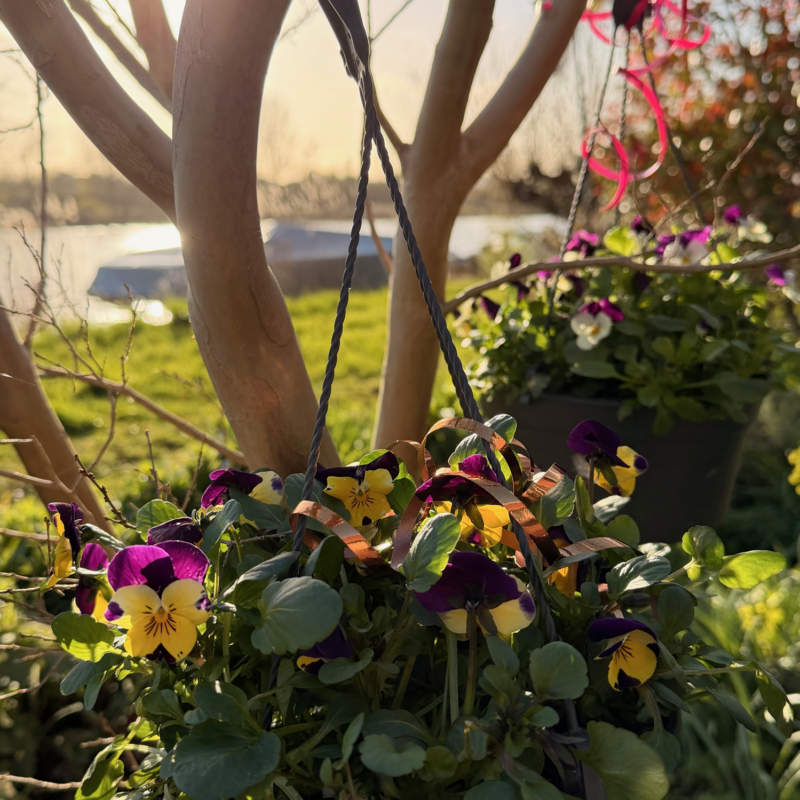 Spring-flowers-nature-communications-Xpresso-blog