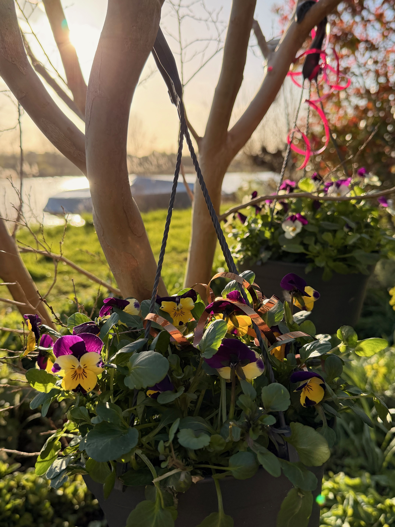 Spring-flowers-nature-communications-Xpresso-blog